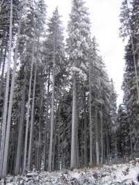 Stromy obalené ledem