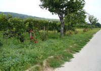 Ozdobené vinohrady