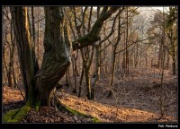 Les v okolí boskovické Bašty