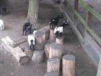 mini zoo u hradu