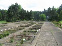 botanická zahrada,rozárium