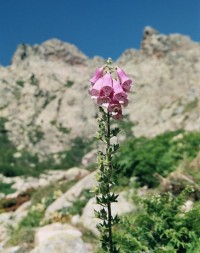 horský květ