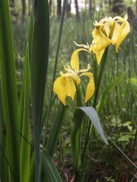 květena v lužních lesích jezera Lebsko