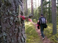 cesta estonským lesem