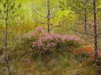 zátiší estonského lesa