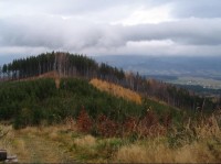 Skalka: U skalky, skalka je za těmito stromy