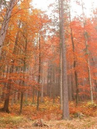 Podzimní bukový les: uprostřed rezervace Zemská brána
