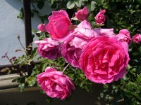 Zámecká růže - Velké Losiny