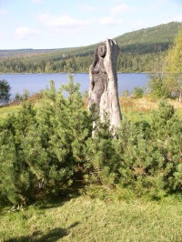 Dřevěná skulptura u přehrady Souš