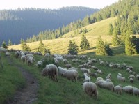 chov ovcí na Smrekovici