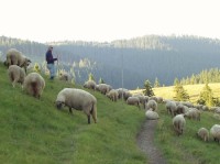 chov ovcí na Smrekovici