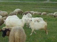 chov ovcí a koz na Smrekovici