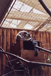 v Zoo: lemur