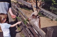 v Zoo: krmení koz