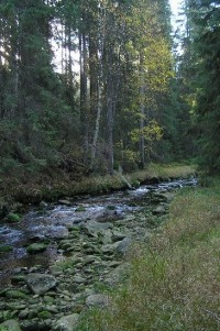 Modravský potok: podzimní potok