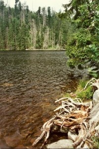 Prášilské jezero: odhalené kořeny na břehu