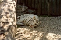v Zoo: tygřice