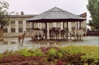 zebry: zebry při dešti
