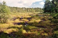Swamp: pohled od cesty