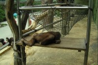 ZOO - Ústí: výběh orangutanů