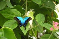 Motýl: modrásek