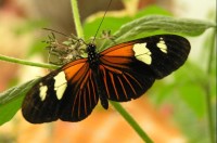 motýl: v motýlí farmě