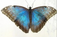 Motýl: modrásek na zácloně
