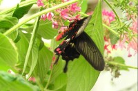 Motýl: v motýlí farmě