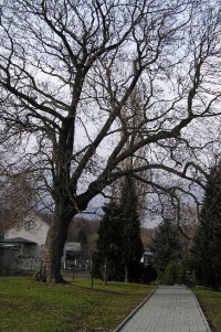 Hrob: Památný strom v parku u základů kostela