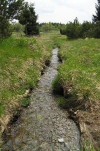 u Černého rybníka: potok Svídnice napájející rybník