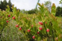 na Bouřňáku: kvetoucí borůvky