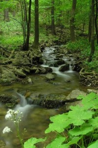 Domaslavické údolí: Domaslavický potok