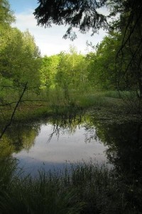 rašeliniště: přírodni rezervace Březina