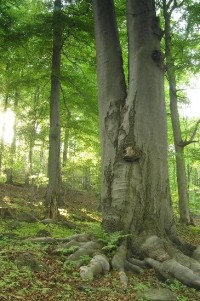 přírodní rezervace Březina: staré buky
