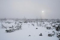 Grünwaldské vřesoviště: zima na vřesovišti