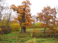 Krásný Dvůr -starý dub