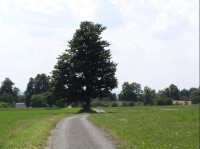 strom na Spálavě: na hřebeni Železných hor  v obci Spálava