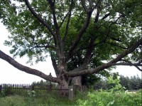 strom u rodinné hrobky v Lipce