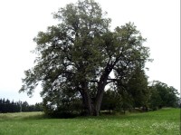 památný strom v Lipce: strom v Lipce na hřebeni Železných hor cca 2km nad Horním Bradlem