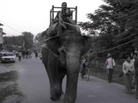 Chitwan-národní park kde se budete koupat se slonem