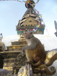 Dordže u Swayambhu