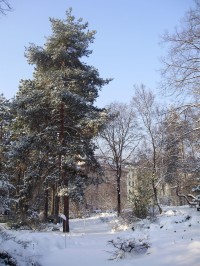 Zahrada v zimě 2