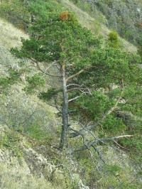 Borovice se jmelím (Pinus silvestris hamata WILK)