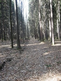 Cesta lesem ke Karlovicím