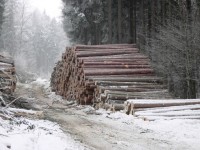 Dřevo připravené na odvoz nad Želechovicemi