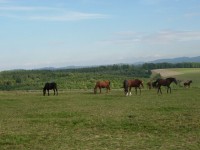 Koně na ranči nad Přílukem