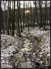 Jirkovská obora: lesní potok v Jirkovské oboře
