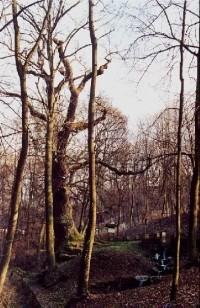 Oldřichův dub: památný strom u obce Peruc