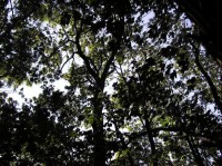 Na Čermence: Stromy