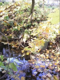 Bradelný potok: Potok